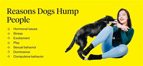 What Does It Mean When A Female Dog Humps You